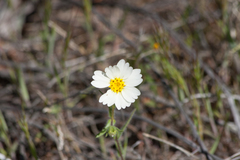 Layia glandulosa