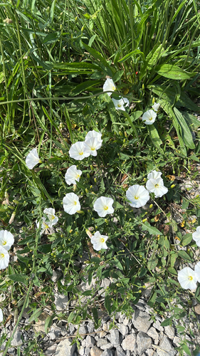 field bindweed