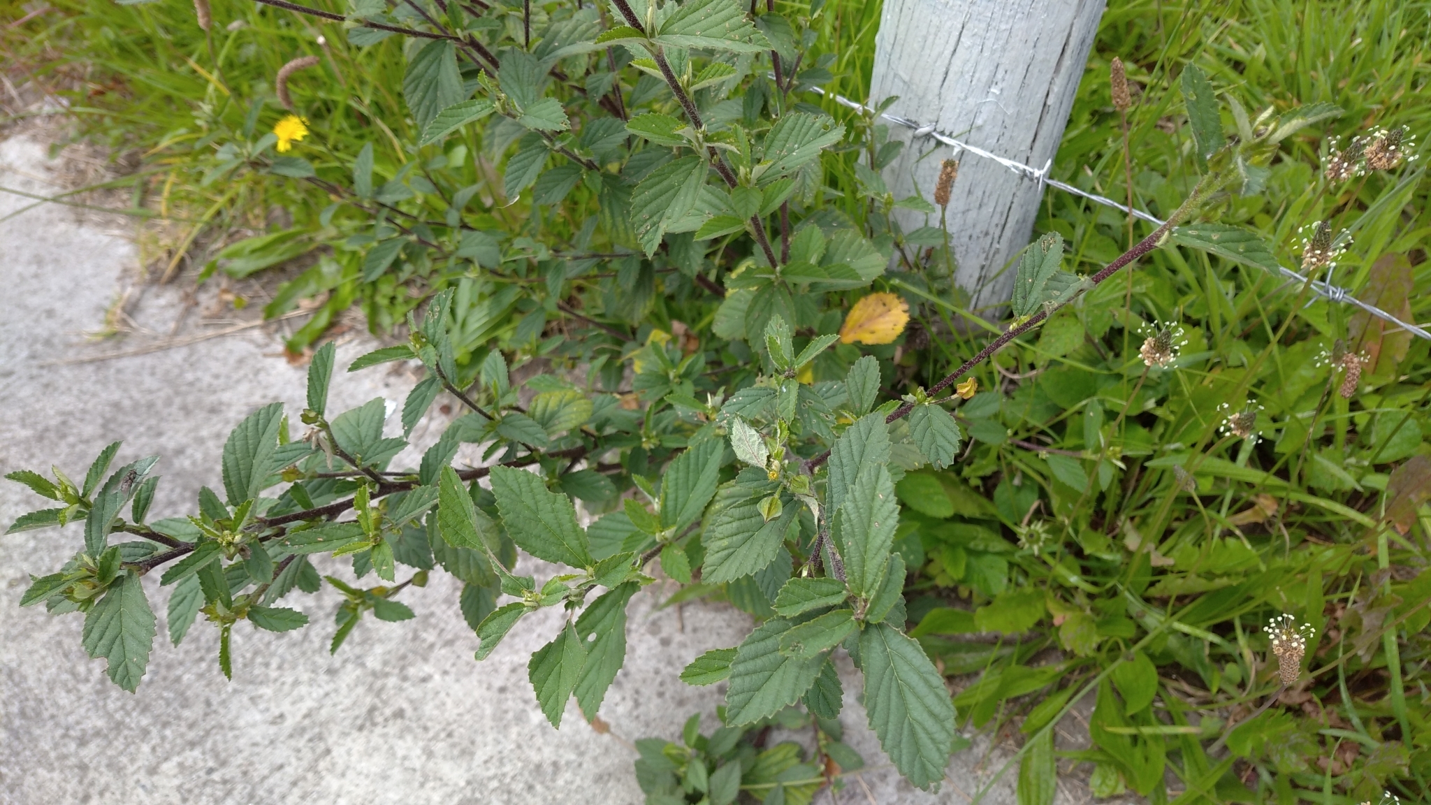 Sida rhombifolia image
