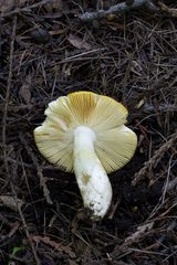 Russula postiana