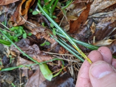 Puccinia liliacearum