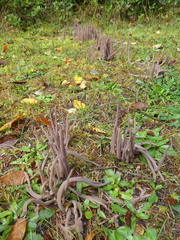 Alloclavaria purpurea