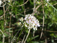 Hormathophylla macrocarpa