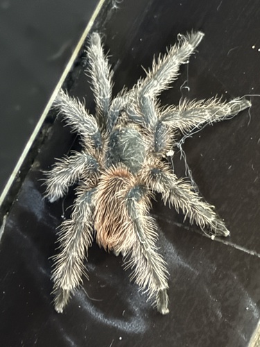 Lasiodora sertaneja