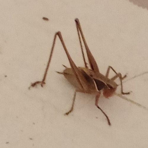 Red-faced Bush-cricket
