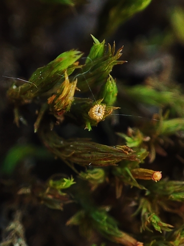 Lewinskya striata observed 2026-06-24