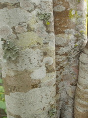 Afrocanthium mundianum