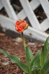 Tulipa