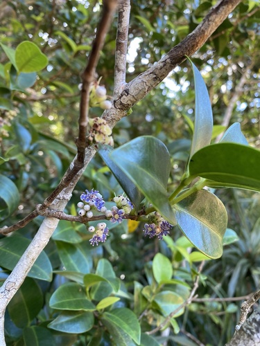 Memecylon lanceolatum observed 2026-06-23