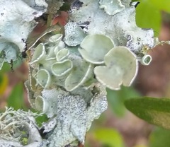 Parmotrema submarginale