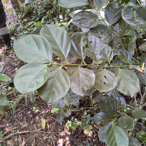 Gomphandra observed 2026-06-23