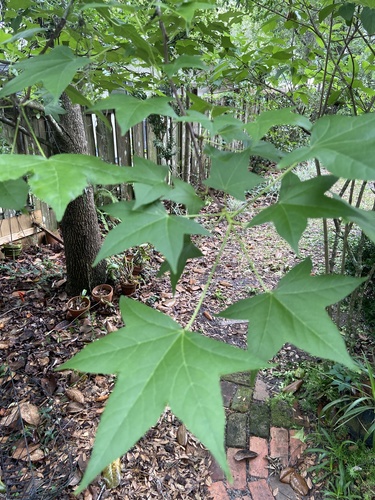 Liquidambar styraciflua image