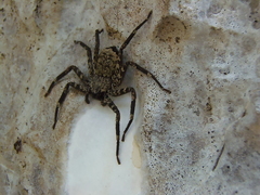Selenops mexicanus