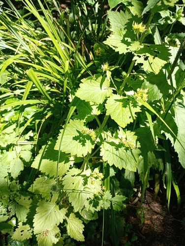Scrophularia vernalis