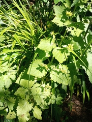 Scrophularia vernalis
