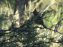 Coryphistera alaudina