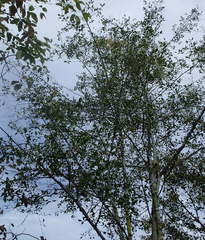 Afrocanthium mundianum
