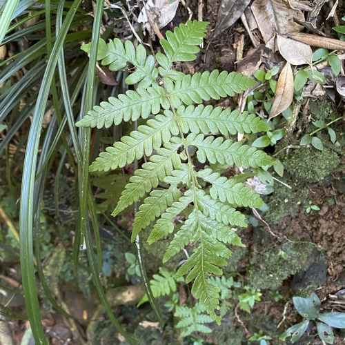 Leptogramma totta observed 2026-06-23
