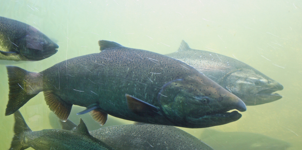 Chinook Salmon () · iNaturalist