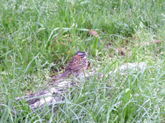 Zonotrichia capensis