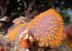 Polycitor giganteus