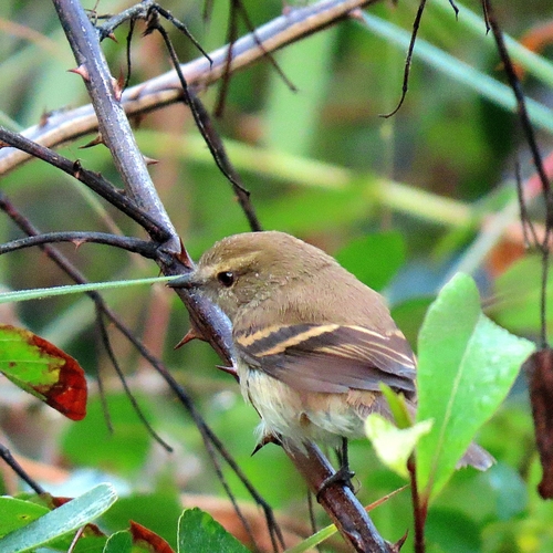 Fuscous Flycatcher