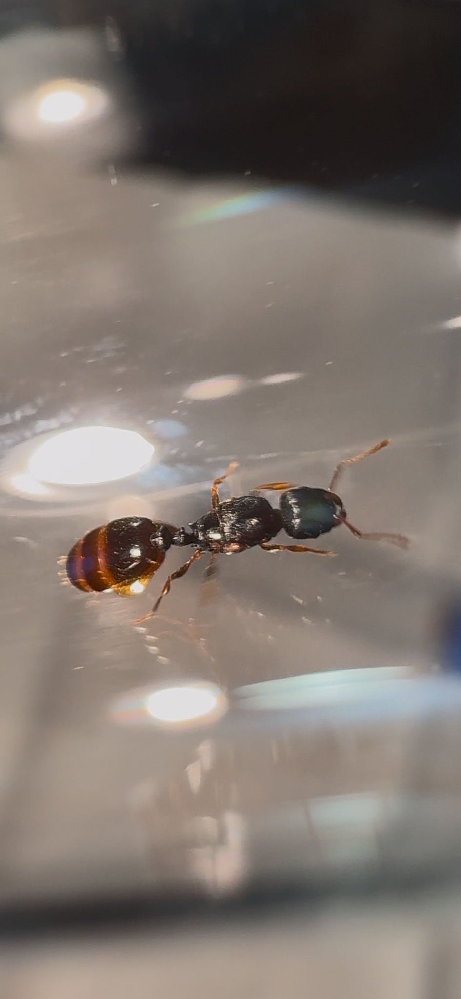 Tetramorium kephalosi