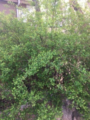 Berberis vulgaris