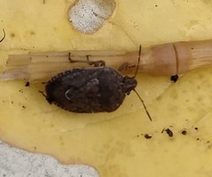 Hymenarcys nervosa