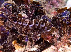 Heteroclinus roseus