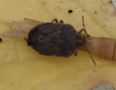 Hymenarcys nervosa
