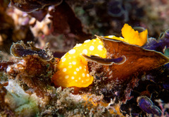 Doris chrysoderma