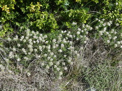 Hormathophylla macrocarpa