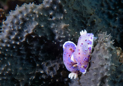 Goniobranchus thompsoni