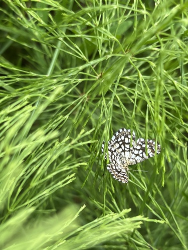 Latticed Heath