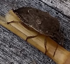 Hymenarcys nervosa
