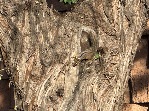 Cliff Chipmunk