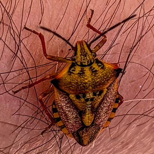 Red Shield Bug