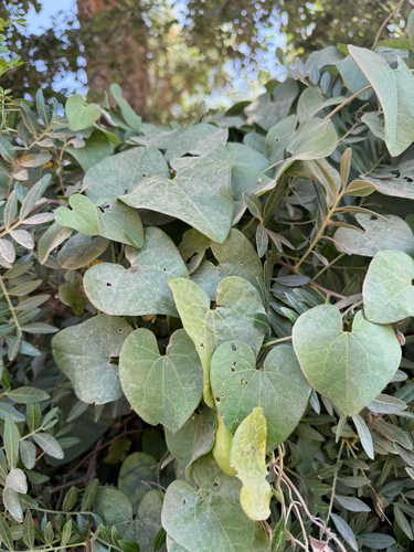 Andalusian Pipevine