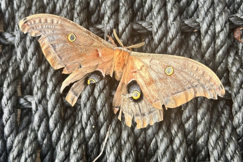 Polyphemus Moth