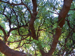 Prosopis flexuosa