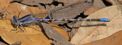 Argia immunda