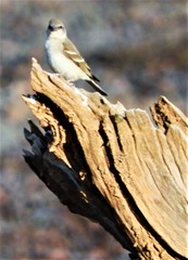 Gymnoris xanthocollis
