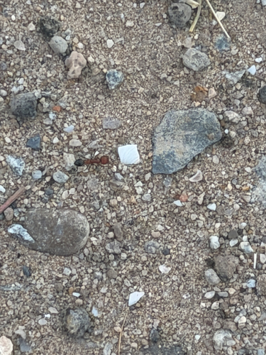 California Harvester Ant