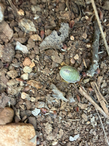 Gorse Shield Bug