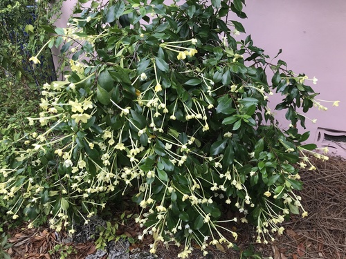 Brunfelsia nitida