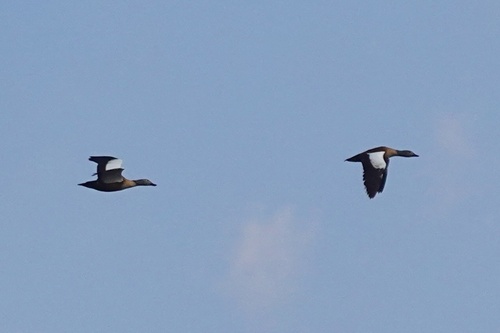 iNaturalist image