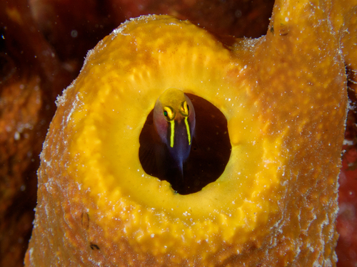 Elacatinus chancei observed 2026-06-12