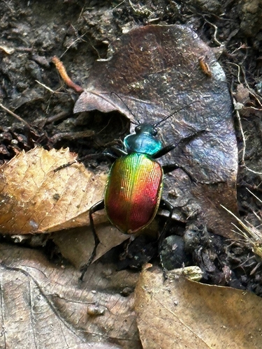 Agreeable Caterpillar Hunter