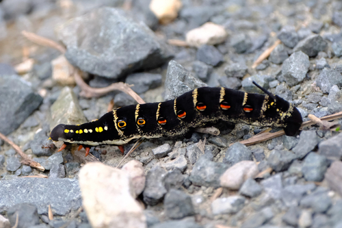 Theretra oldenlandiae oldenlandiae